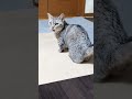 呼んでなくてもにゃーと言いながら寄って来る猫　#マンチカン #ジェネッタ #短足