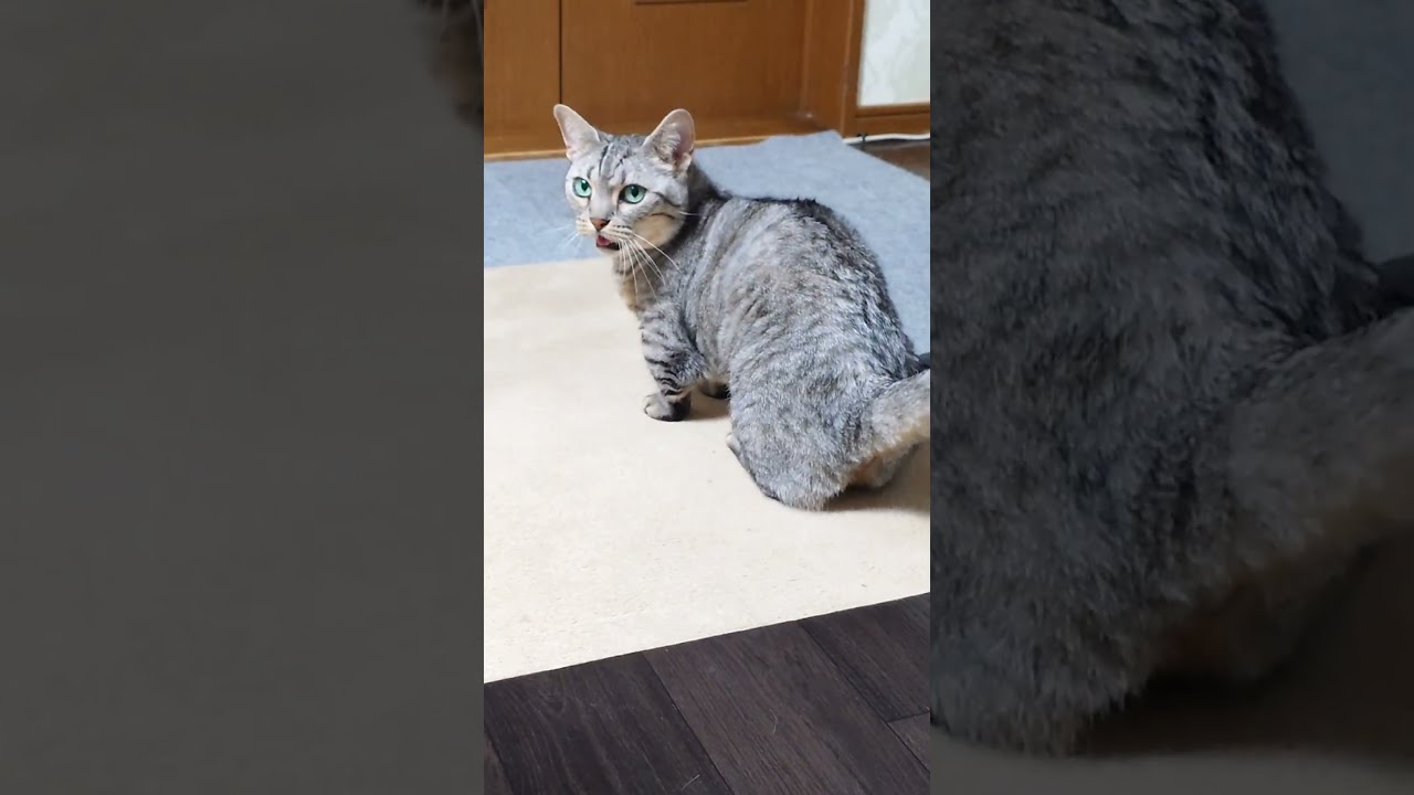 呼んでなくてもにゃーと言いながら寄って来る猫　#マンチカン #ジェネッタ #短足