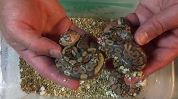 Ball python clutch 7 update