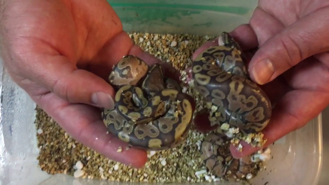 Ball Python Clutch 7 Update YouTube Ball python clutch 7 update youtube