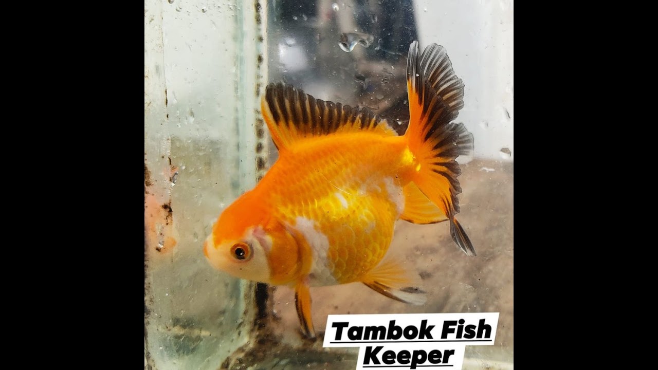 IT MLBB (Team Nagakaen Vs. Team GitGood)