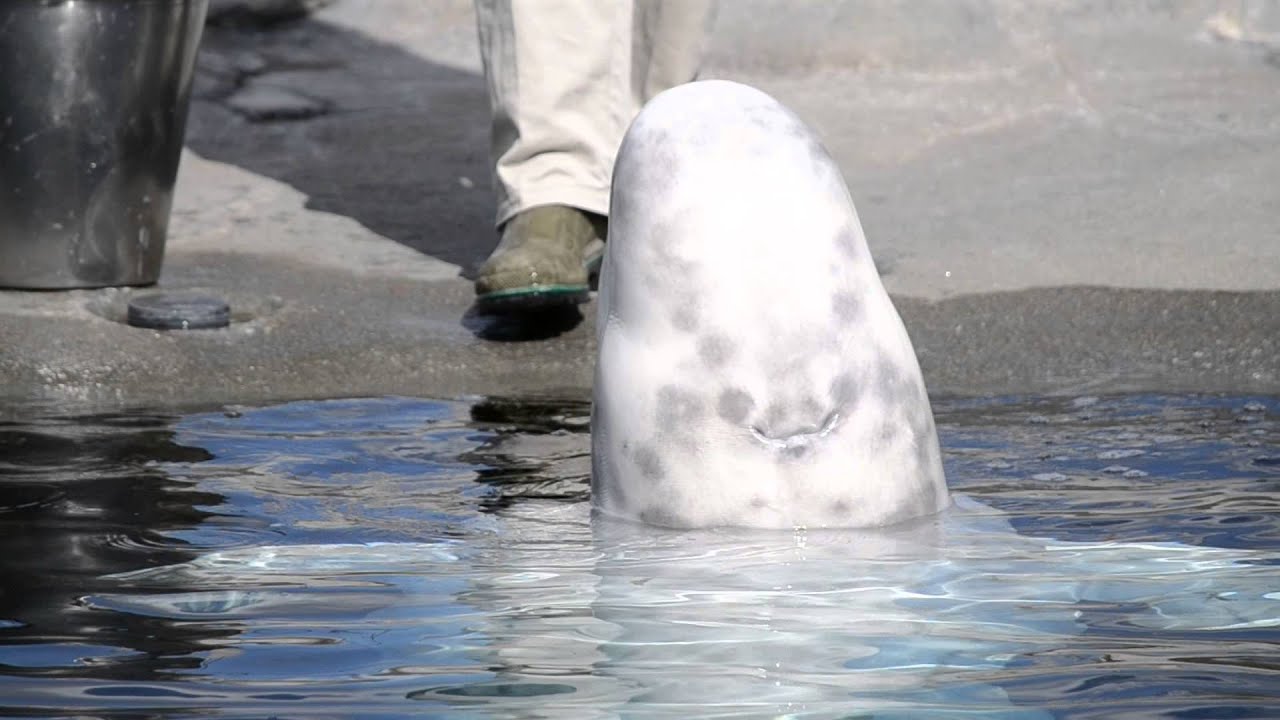 Mystic beluga training session