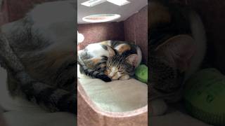 Sleeping beauty 😙 #cat #prettycat #cute #cuteanimal #adorably #cutecat #adorable #funny #kitty