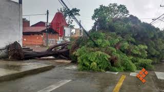 Cae árbol sobre jaula de los tigres en Zoo de Morelia