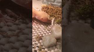 Leopard Gecko Destroys Silkworm!                 ❗️#leopardgeckos #gecko #silkworm#feeding  #reptile