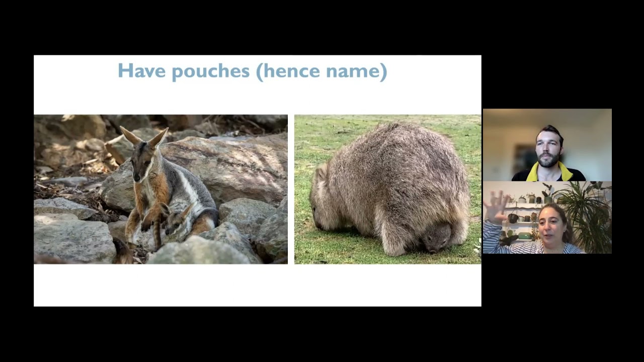 Evolutionary Hologenomics Podcast episode 3 - Marsupials and pouch microbiome