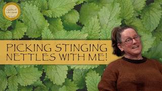 Harvesting Stinging Nettles
