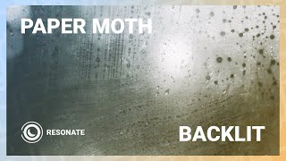 Paper Moth - Backlit