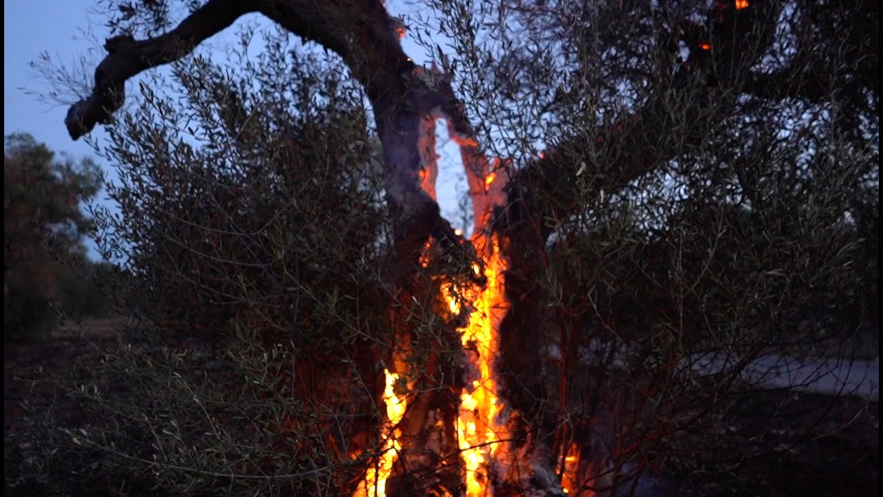 Xylella - La fine di un'era
