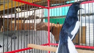 Kacer isian kenari sambung lovebird tembakan panjang.