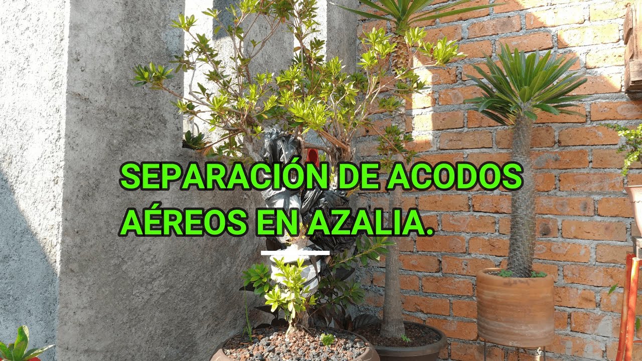 SEPARACIÓN DE ACODOS EN AZALEA || AZALIA || ACODO AÉREO ||