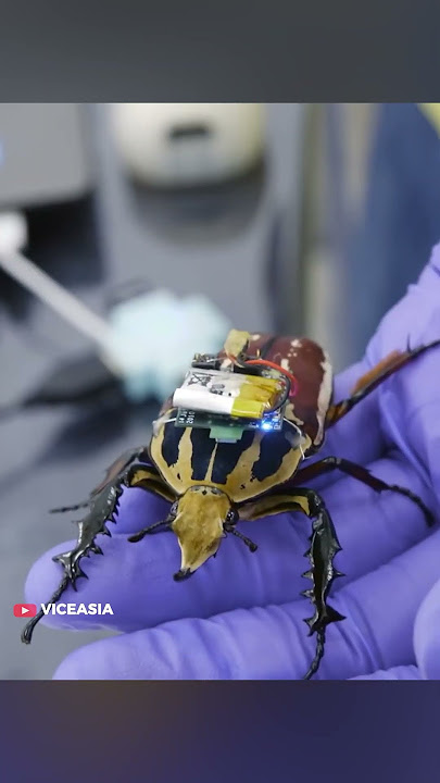 These cyborg insects are made in a lab in Singapore