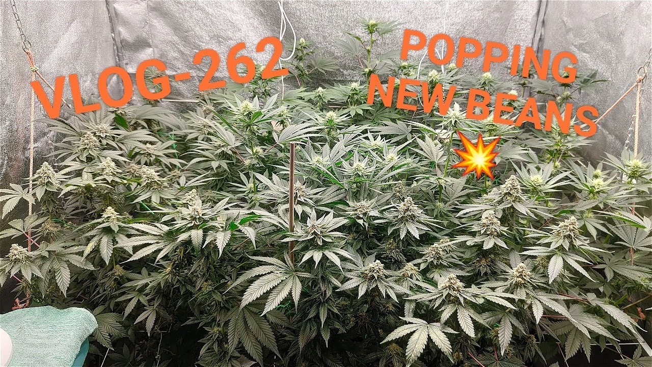 Seriotica The Frost Is Real, New Genetics, And A Tent Full Of Nuggets, VLOG NR 262