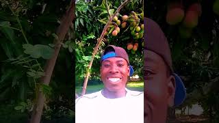 Download Lagu mangos MP3