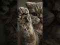 Don't Mess With This Cat 😼⚠️ #catshorts #cat #funnyvideo