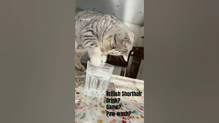 Video 11614041: british shorthair kitten first, british shorthair kittens playing, adorable british shorthair kitten, cute british shorthair kitten, britishshorthair, funny cat