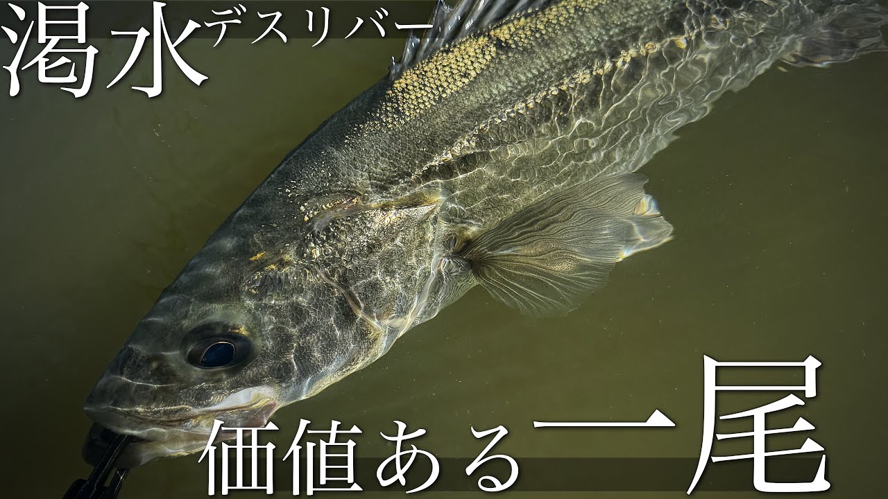 【ベイトシーバス】炎天下の渇水デスリバーでデイゲーム…価値ある一尾を絞り出す…