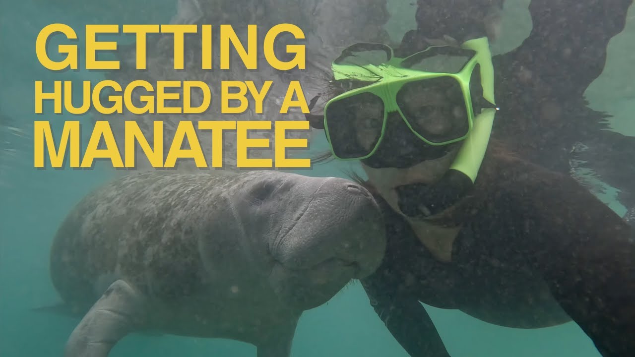 I Swam with Wild Manatees in Florida