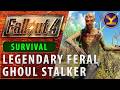 Fallout 4 - Legendary Feral Ghoul Stalker - SURVIVAL - Between Wildwood Cemetery and Covenant
