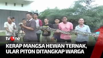 Warga Tangkap Ular Piton Seberat 150 kg yang Kerap Memangsa Ternak Warga | Sidik Jari tvOne