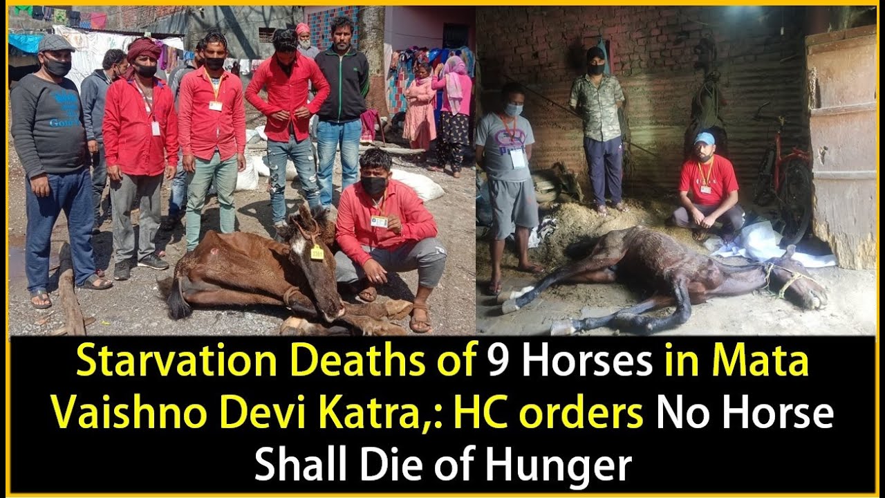 Starvation Deaths of 9 Horses at Mata Vaishno Devi Katra, HC orders No