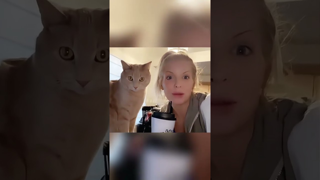 Animal Imitation 🤩 Top 50 Cats Copying You | Must-See Pet Imitation Compilation 😻