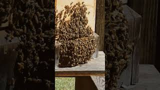 Honeybees are at full power.