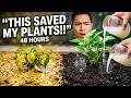 Stop Root Rot — This Amish Rice Water Trick Fixes Clay Soil (No Tilling)