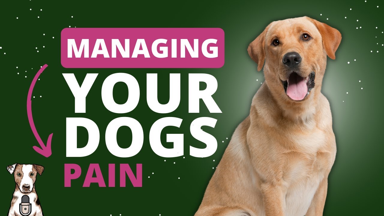 Dog Pain Management with Dr. James St. Clair of Top Dog Health YouTube