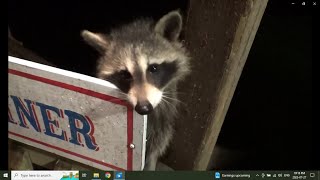 Thirty Two Raccoons On Thursday Night