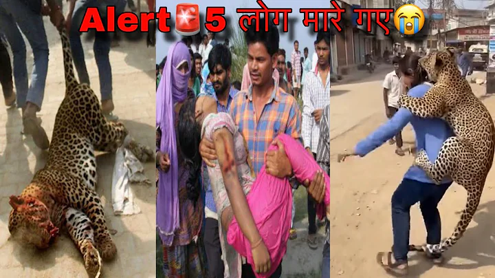 Alert🚨 5 people killed😭 Leopard Attack Indian Village | Leopard Attack Human | Tiger Attack Man V...