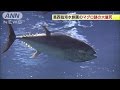 クロマグロなど“大量死”　葛西臨海水族園(15/01/15)