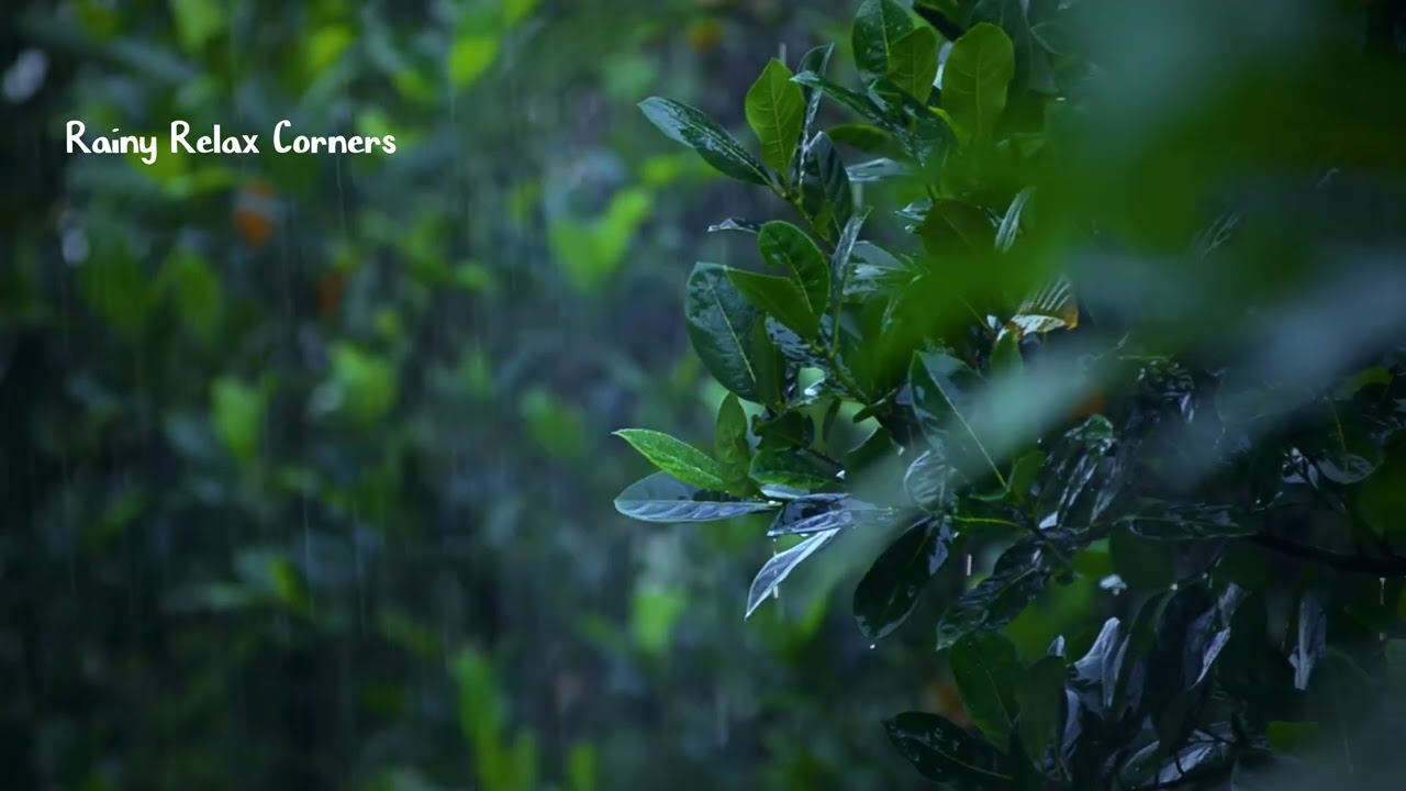 Peaceful Rain & Thunder Ambience ⛈️ This Rain Sound Will Relax You 😌