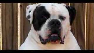 100 johnson american bulldog