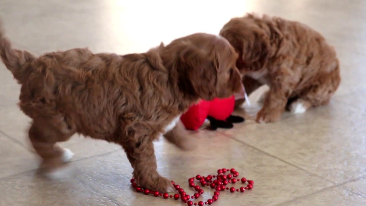 keystone puppies cavapoo