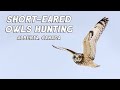 Short-eared Owls Hunting