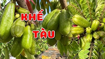 Cây Khế tàu câu choai đang trái | 0386569374 - Ngọc Ngân Bến Tre | Chuyên cây độc lạ