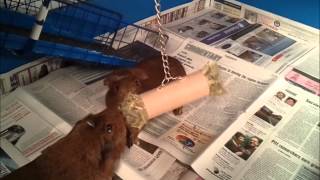 Guinea pig toy
Very easy to make, and oddly satisfying. Guinea pig toy