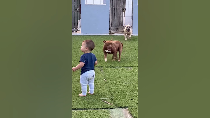 BEBÊ PIT BULL FOI NADA SE JOGOU 😎
