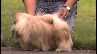 Pekingese  AKC Dog Breed Series