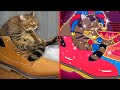 Cat memes digital circus but cute funniest animals 2023  new funny cats and dogs  part 44