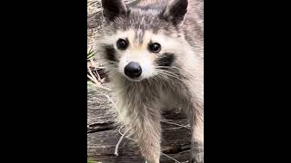 Raccoon gives up her life of crime and now feels confused #shorts
