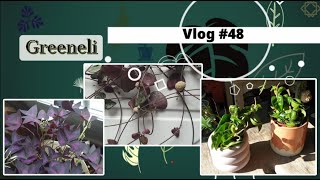 Vlog plantes#48 - We en Normandie (Oxalis, bégonia); Nouvelles feuilles 😍; Hoya Compacta (fév 2024)