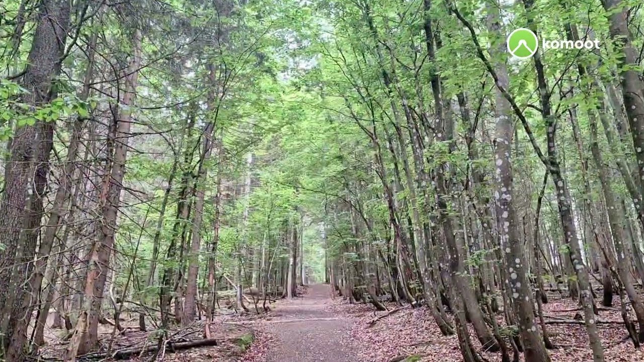 Von Scheuereck über Höllbach zum Sulzschachten, gr. Falkenstein und zurück