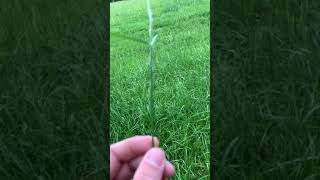 IDEAL TIMING TO CUT HAY