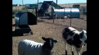 Raising Sheep & Goats For Profit - Part 1 Raising Sheep Goats For Profit Full Version
