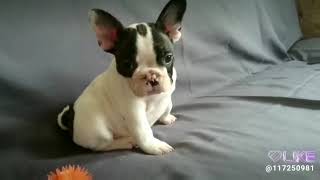 PuppyFinder.com : French Bulldog