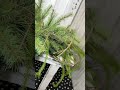 Winter Greens Mantel Arrangement | KDS Tutorial
