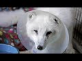 Another Surgery For Cas The Fox