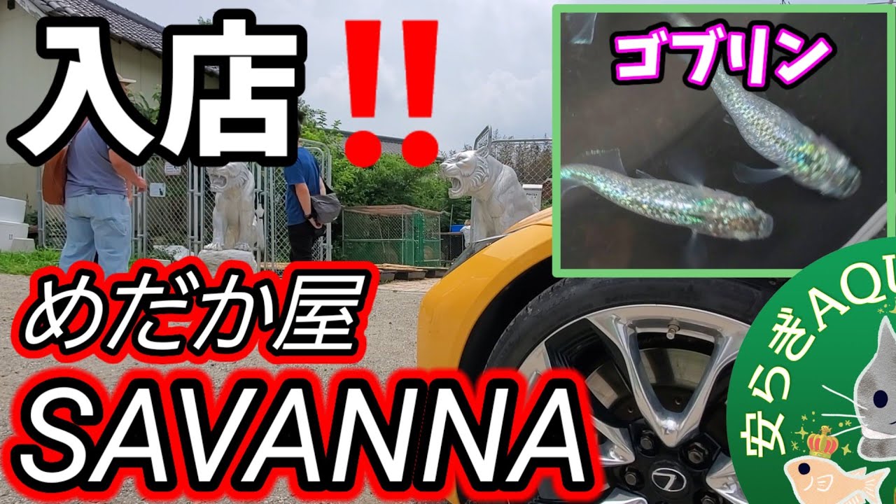 【めだか屋サバンナ】めだか界注目品種ゴブリンを撮す‼️さらに未発表品種が、、、安らぎAQUAちゃんねる